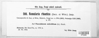Ramularia rhaetica image
